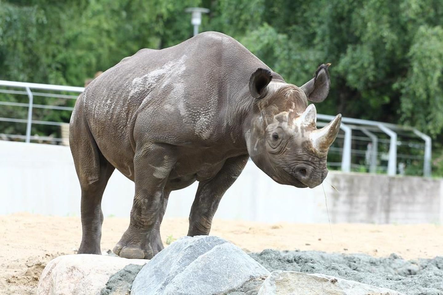 Носорог Кибиби.