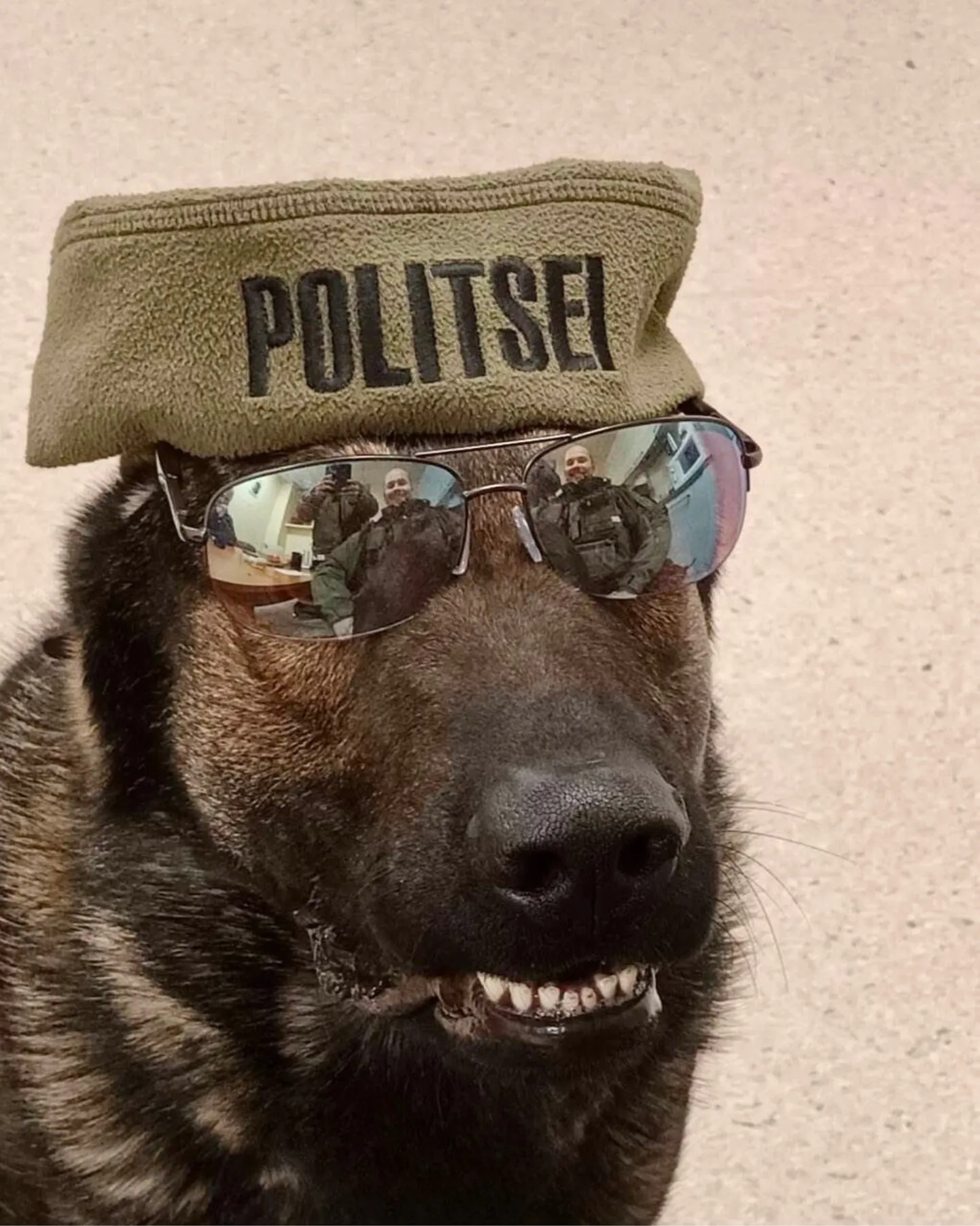 Politseikoer Maiki