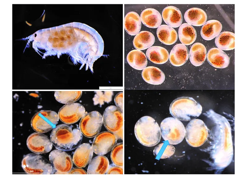 Ohtlike ainete geneetilise mõju bioindikaator kirpvähk Monoporeia affins koos kõhu all nähtava munakurnaga (vasakpoolne ülemine foto); arenemisjärgus normaalolekus loodetega munad (parempoolne ülemine foto) ja loodete väärarendid, näidatud sinise noolega (alumised fotod)