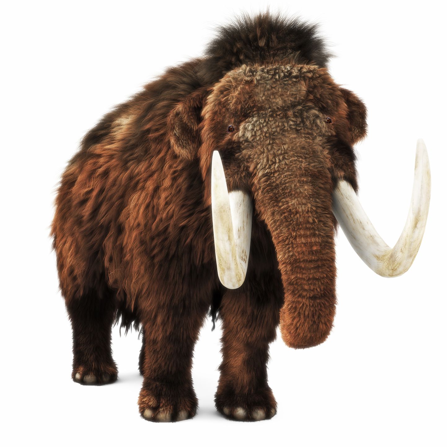 Ehkki mammutileidusid on Eestis avastatud vähe, elasid tõenäoliselt just siin Euroopa viimased selle liigi esindajad.
