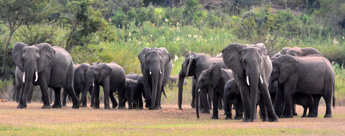 Aastaid tapeti Krügeri rahvuspargis iga aasta umbes pooltuhat elevanti, aga alates 1995. aastast, mil londiliste jahtimine lõpetati, on võimsate elukate arv kasvanud umbes kümne tuhandeni.