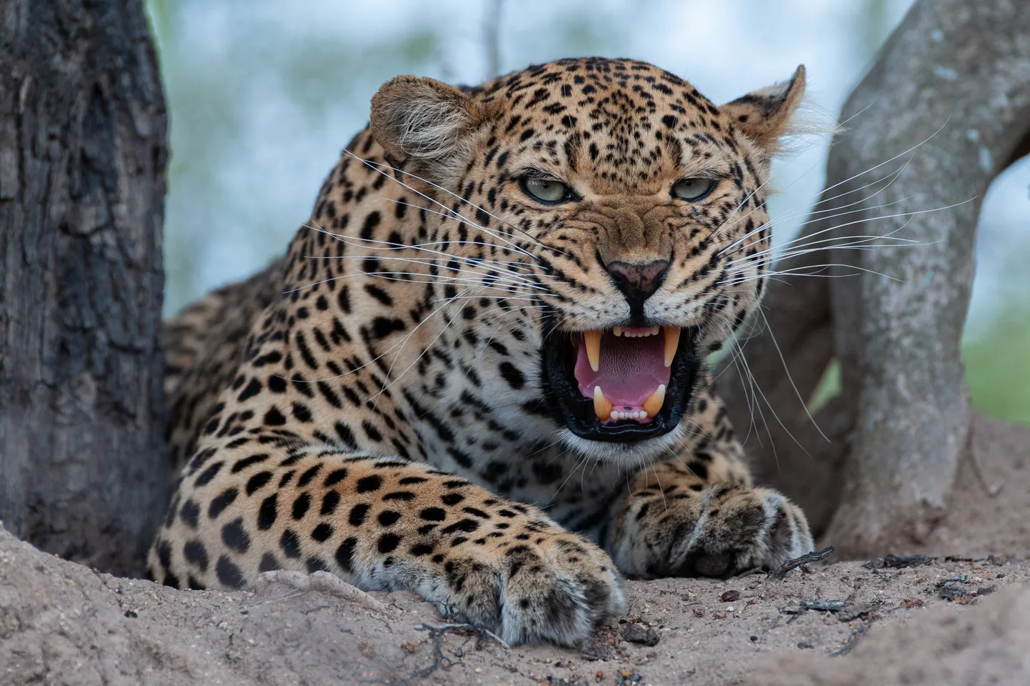 Leopard