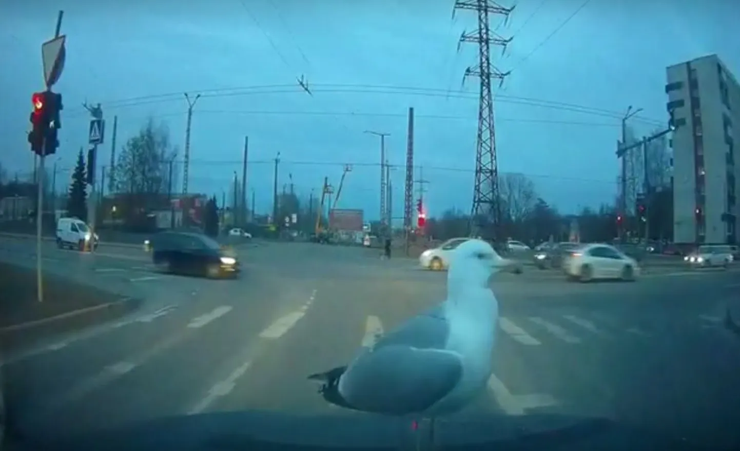 Фото статьи