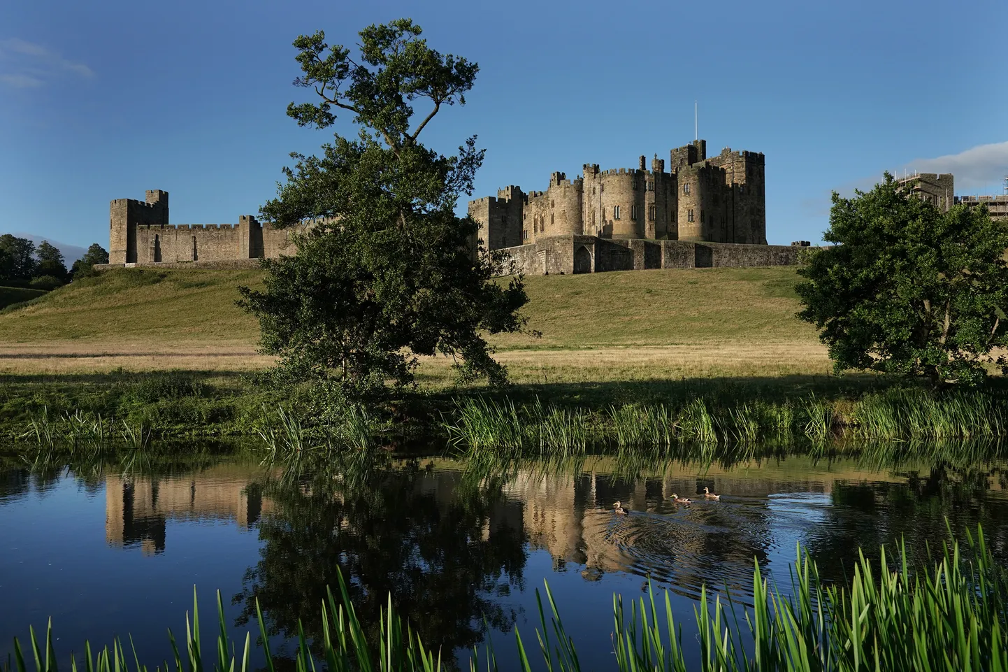Alnwicki loss.