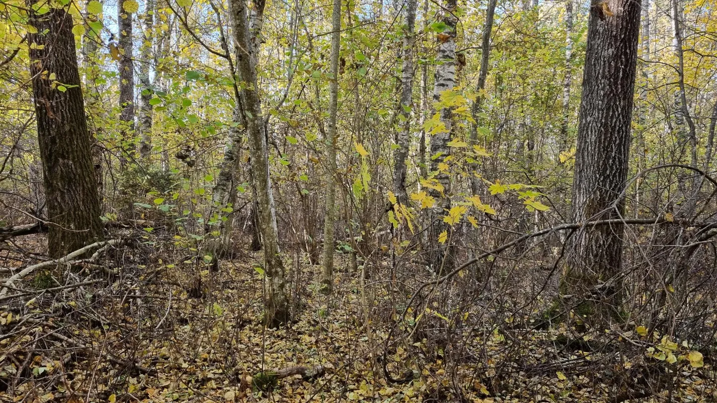 Selle liigirikka salumetsa asemel oli 80 aastat tagasi üksikute vanade lehtpuudega niiske heinamaa. Haavatüvedel kasvavad juba põlismetsasamblad. Sellises alusmetsarohkes kohas pesitseb palju linde.
