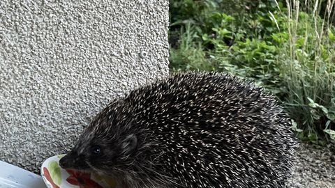 Aasta tegijad looduses näitavad inimeste harjumusi ja vigu