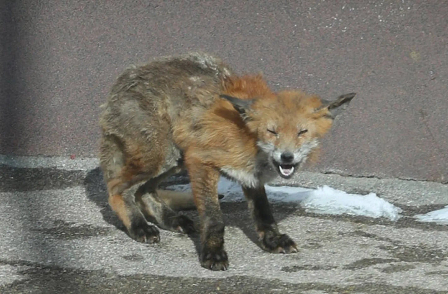 Raksta foto