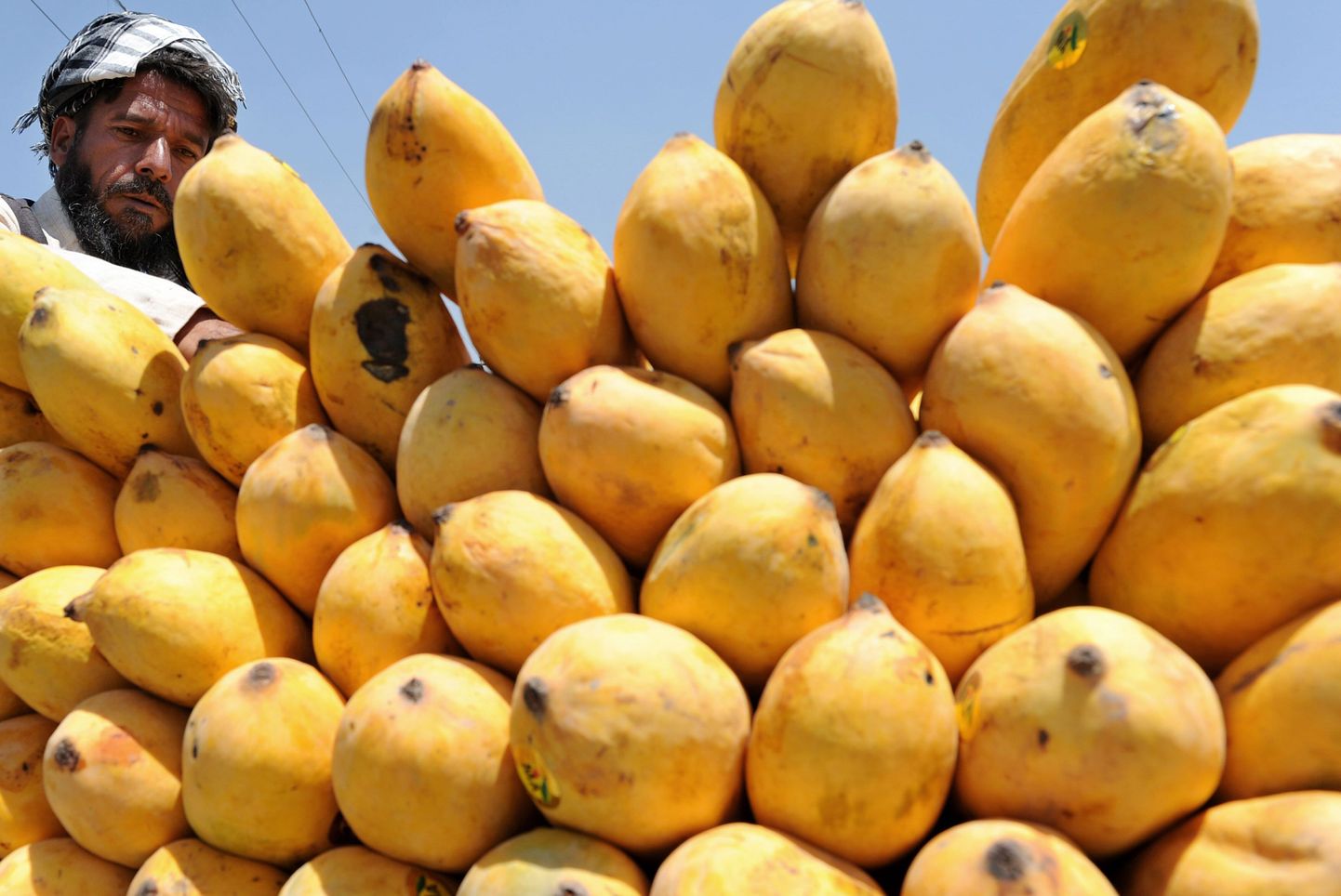 Kaupmees mangodega