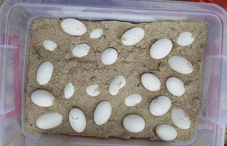 Austraalia kooliõuelt leiti oletatavalt mürgise mao munad