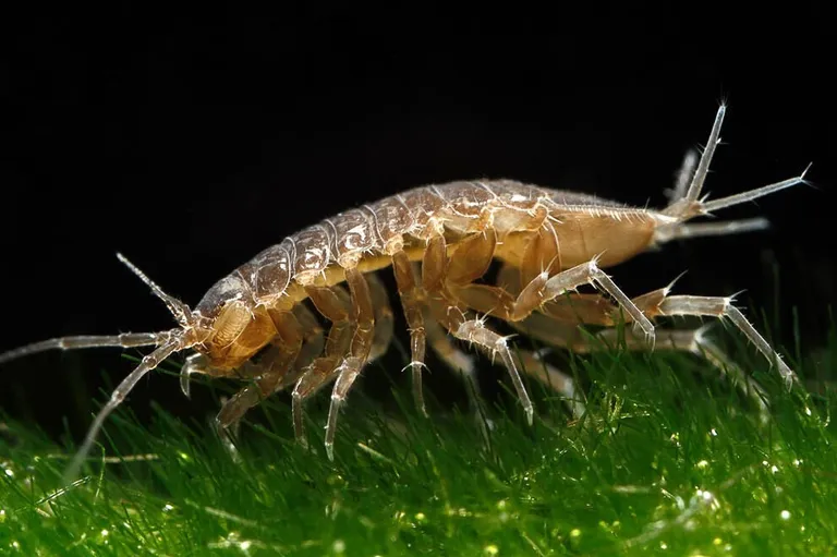 Обыкновенный водяной ослик (лат. Asellus aquaticus) – вид пресноводных ракообразных из отряда равноногих ракообразных.