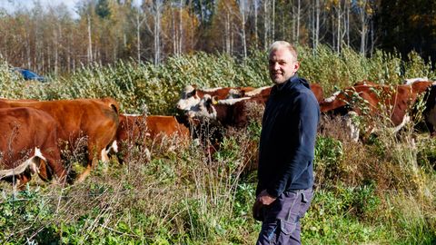 GALERII, VIDEO ⟩ Lihaveisekasvataja loobub huntide pärast oma loomadest