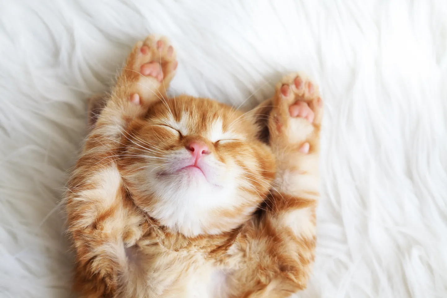 Котик. Иллюстративное фото