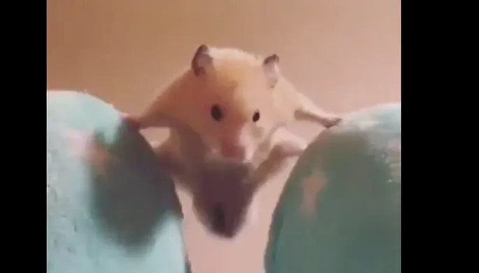 Www хомяк ру порно