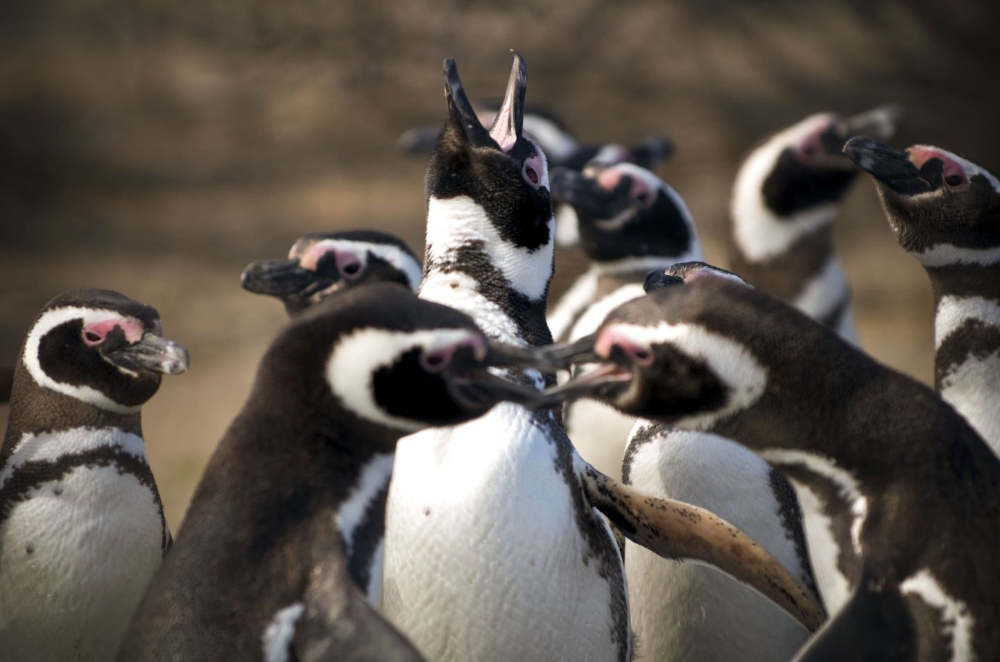 Patagoonia pingviinid
