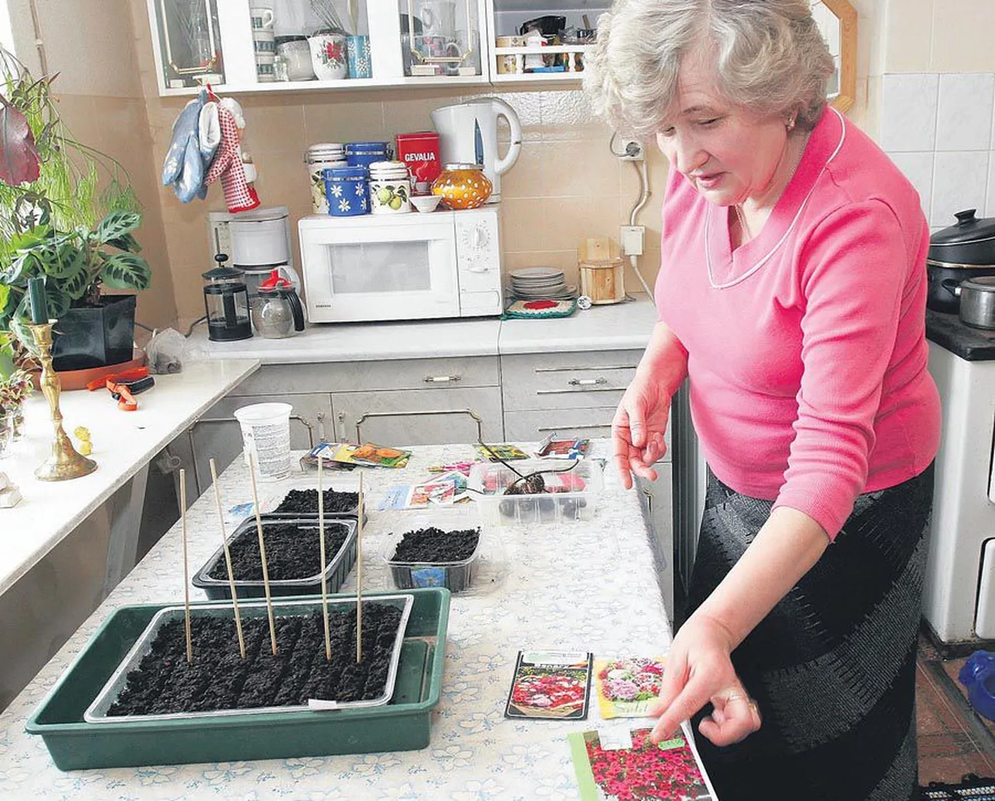 Läinud nädalal pani Hildi Jürine külvikasti mulda petuuniaseemned. Varsti võib tema sõnul ette võtta tomati külvamise, aga kurgi, paprika ja kapsaga soovitab ta veel oodata.