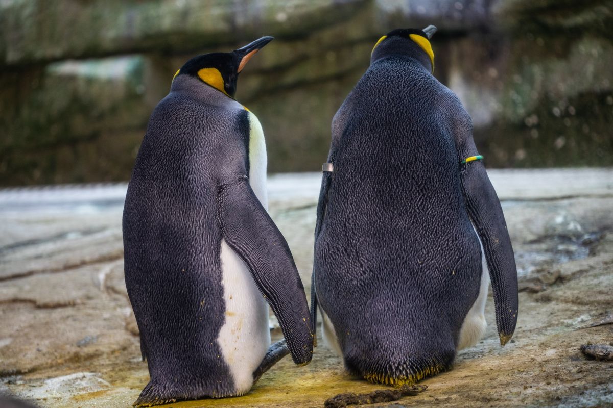 Гей-пара пингвинов в Берлинском зоопарке