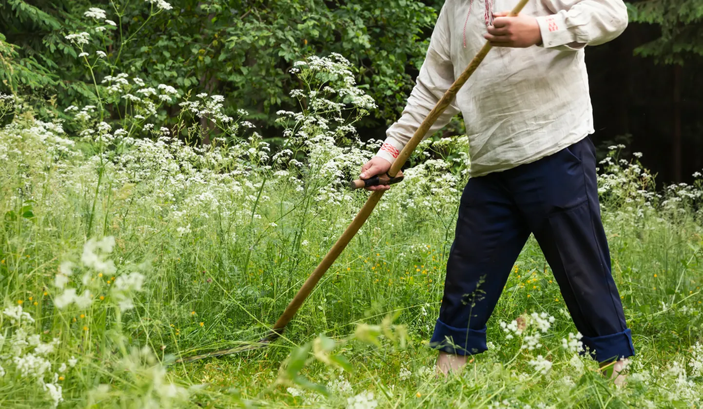 Kui vikateid ja vikatiga niitmist seostatakse enamasti maaeluga, siis selleaastane linnade huvi niitmistreeningute vastu näitab, et vikat on teretulnud ka linnakeskkonna kujundajana.