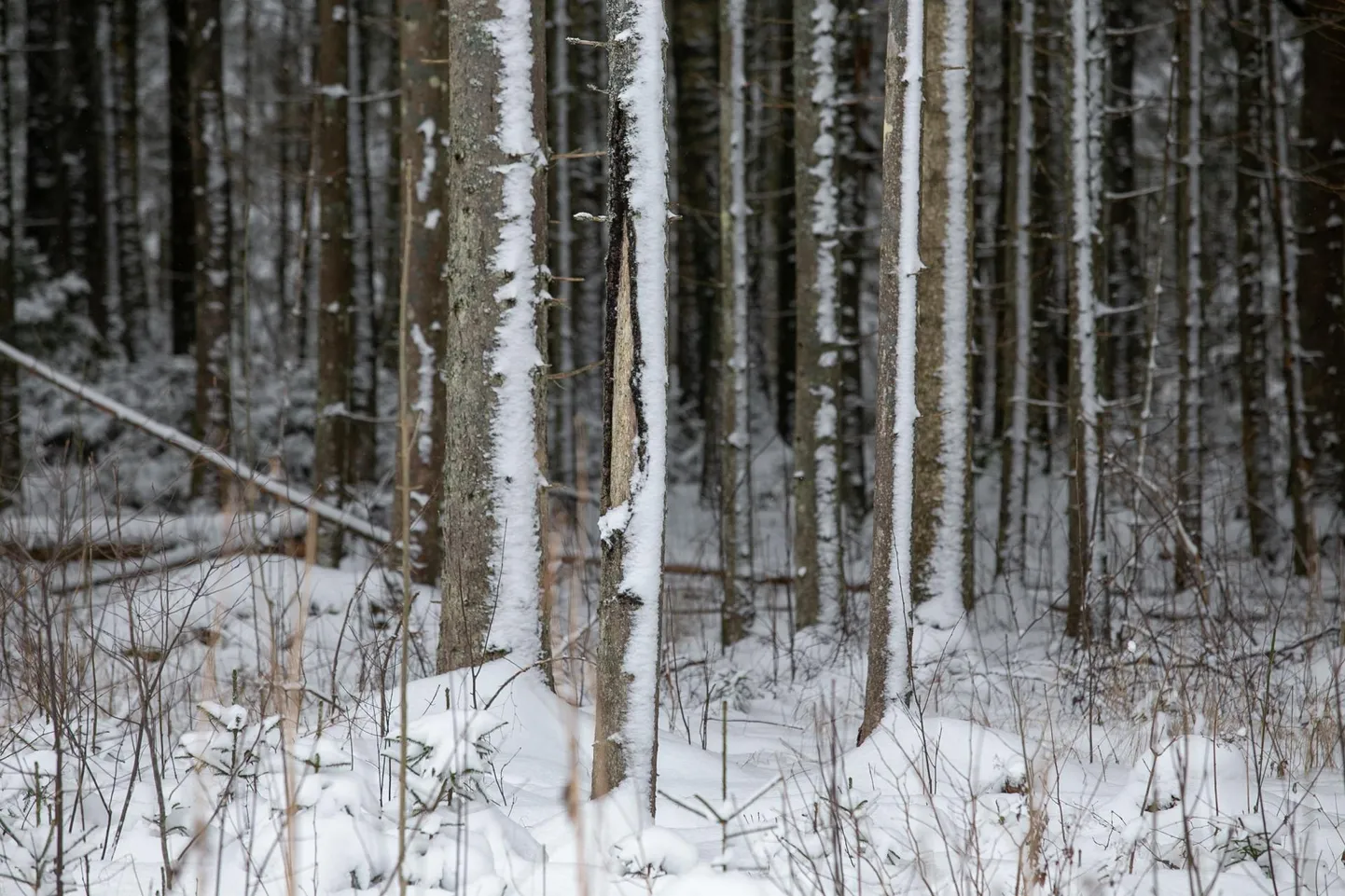 Värske metsaomanik peaks esmalt oma metsaga tuttavaks saama.