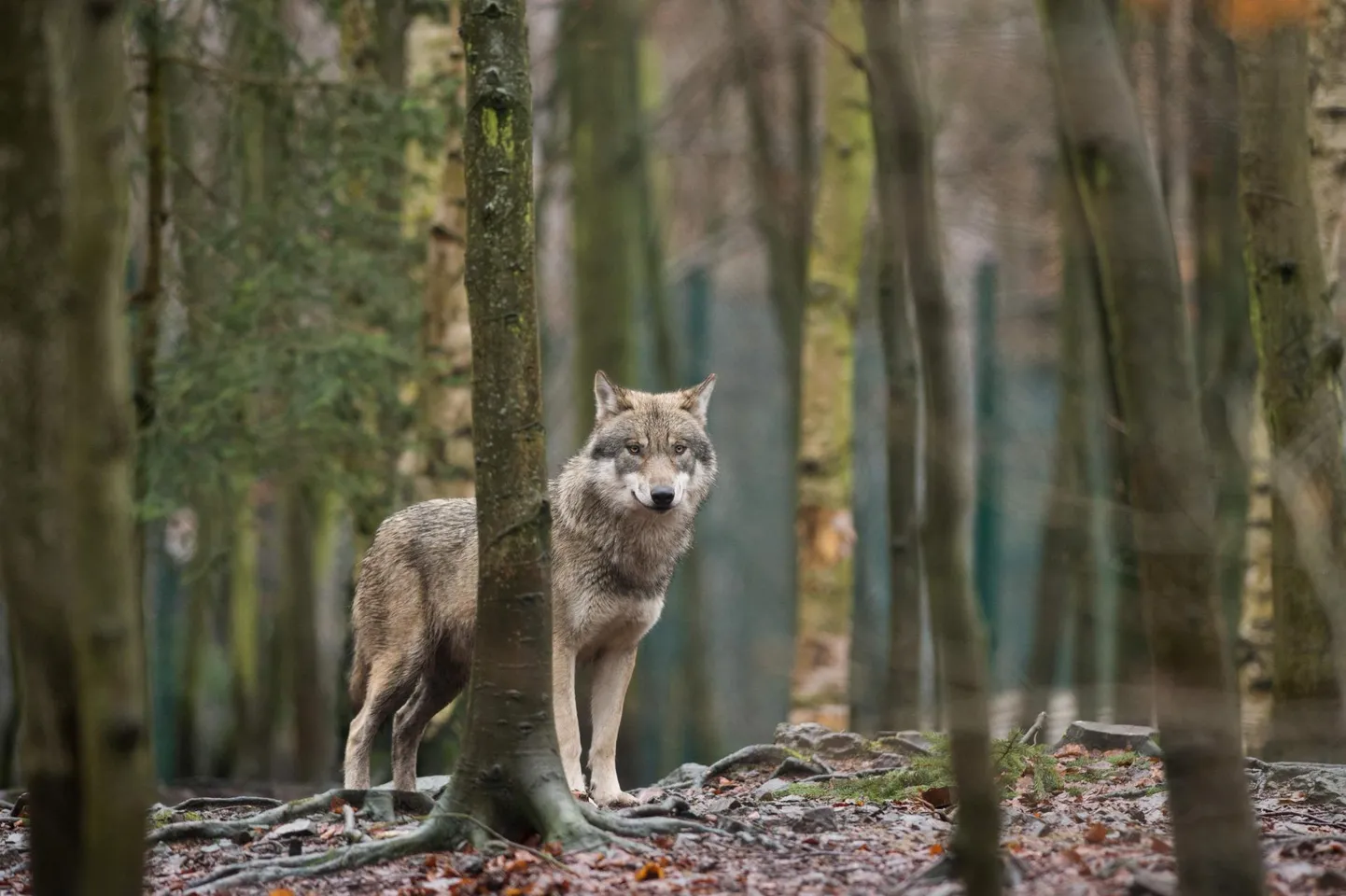 Hunt.
