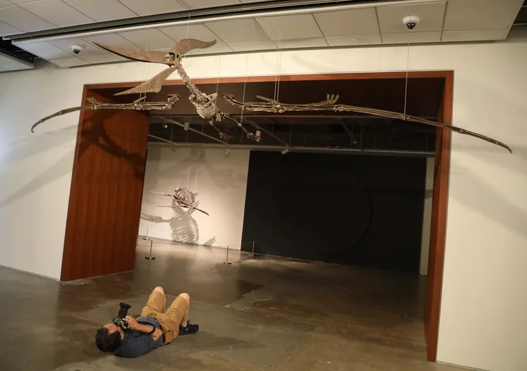Haruldane pteranodon oksjonimajas.