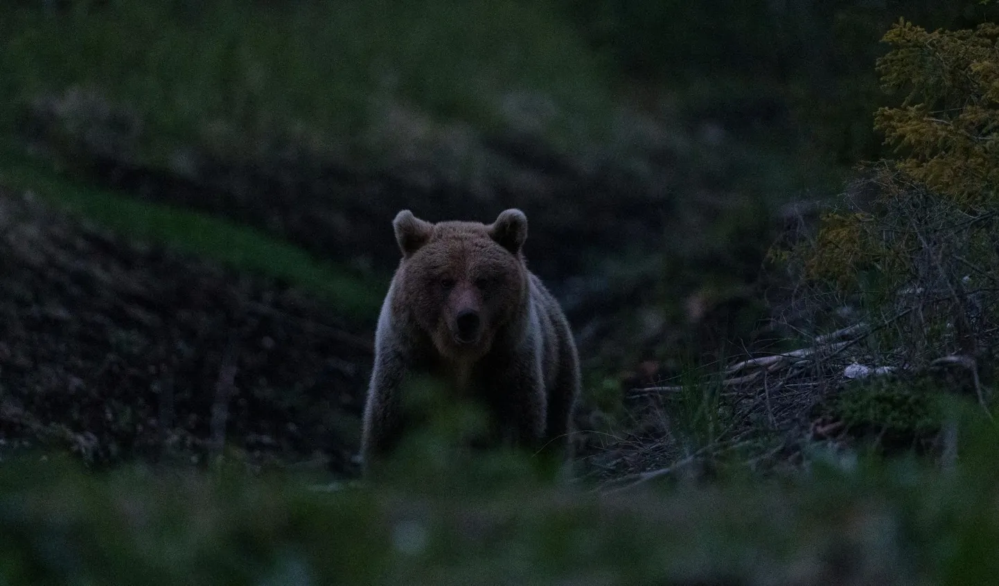 Karu Järvamaal metssigade söögikohas jahinädalavahetuse viimasel õhtul kell 22.14. Tabamus on saavutatud varitsuse käigus.