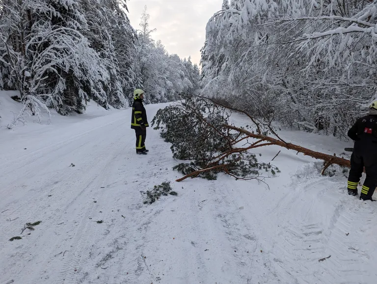 Murdunud puude eemaldamine Rõuge vallas Saru külas.
