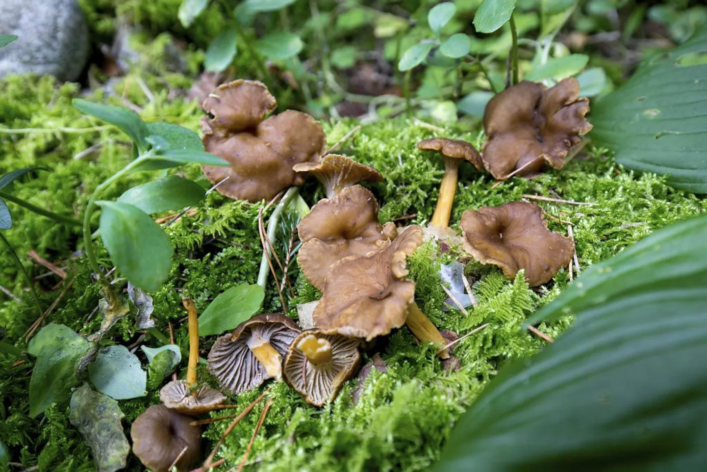 Pernova loodusmajas õpetatakse seeni tundma.