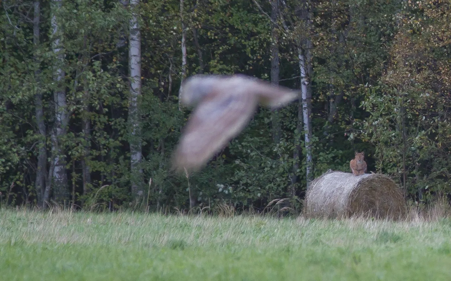 Kakk ja ilves.