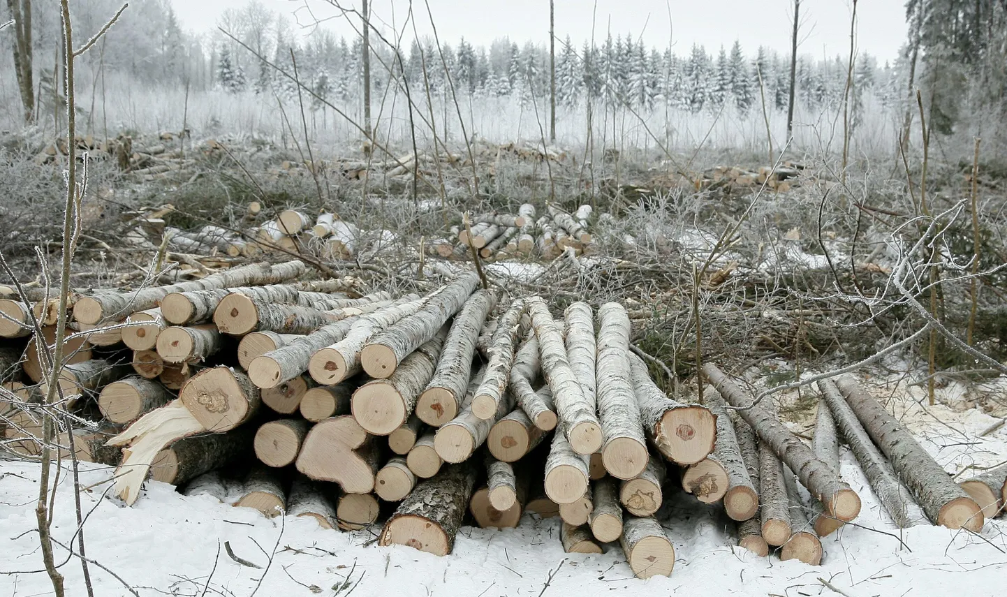 Kui metsaomanik otsustab raieküpseks saanud metsaosas raiet teha, on laias laastus kolm võimalust: teha raietööde korraldamist ja metsamaterjali müüki iseseisvalt, müüa raieõiguse kokkuleppehinnaga kasvava metsa väärtuse alusel või müüa raieõigust metsamaterjali väljatuleku alusel.