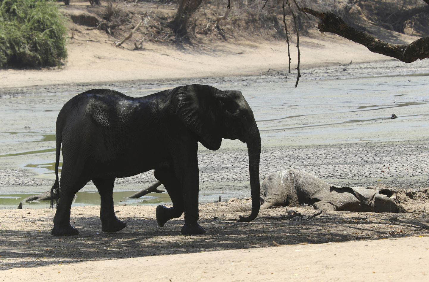 Elevant jalutamas Zimbabwe Mana Poolsi rahvuspargis kuivanud veeaugu ligidal, kus lebab maas põua tõttu hukkunud teise elevandi korjus.
