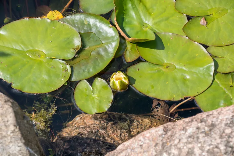 Vesiroosid.