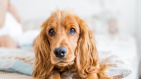 ÜLLATAV ⟩ Armas lontkõrv osutus uuringu põhjal kõige agressiivsemaks koeratõuks