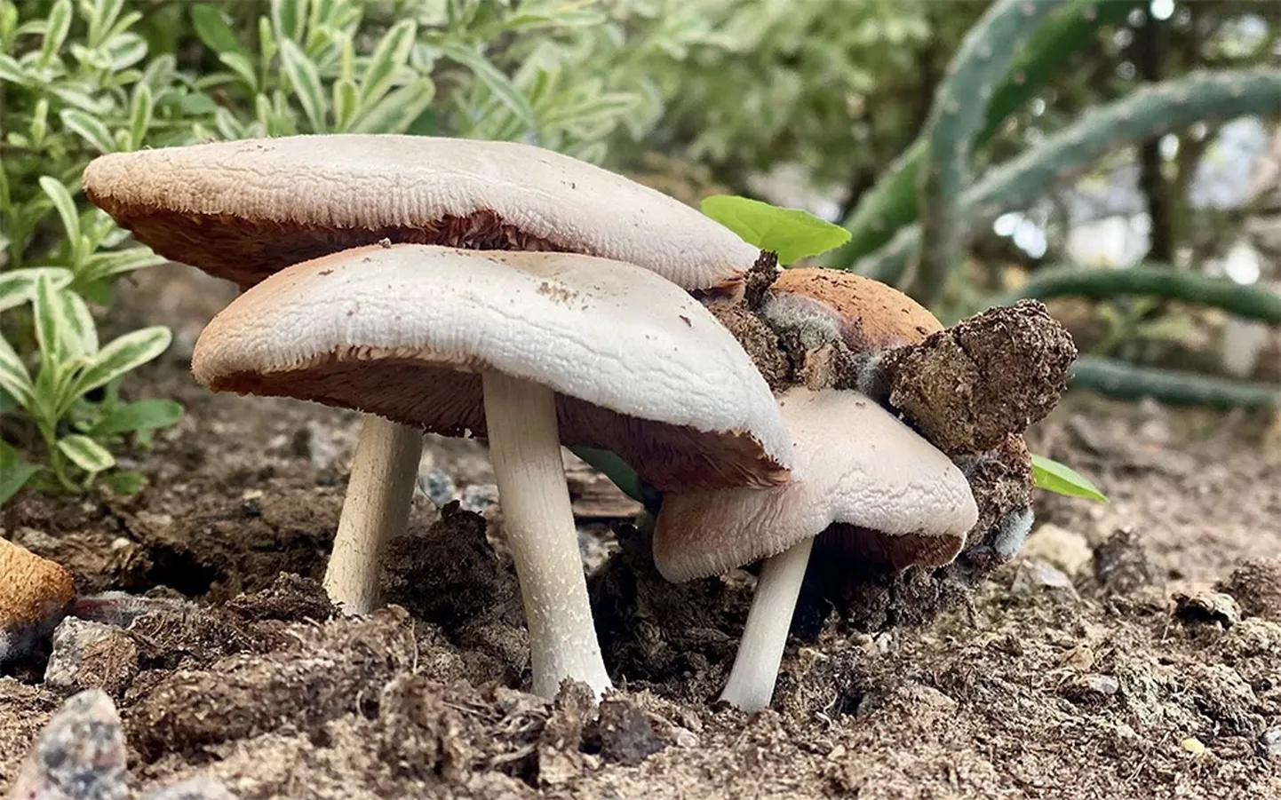 Pūkainā makstaine (Volvariella hypopithys)