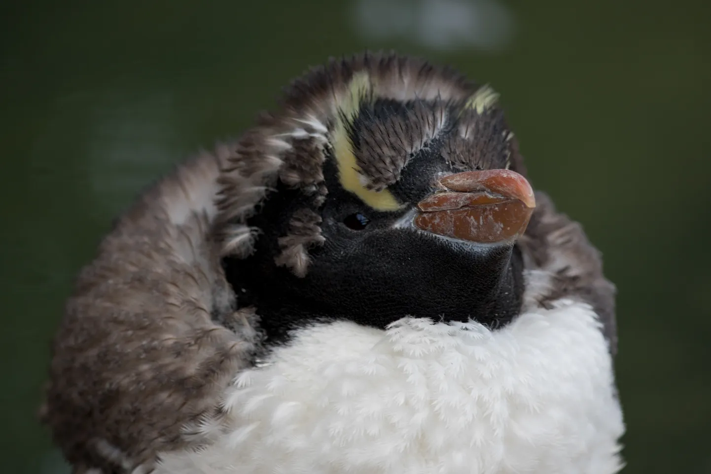 Udusulgedes kroonpingviini poeg