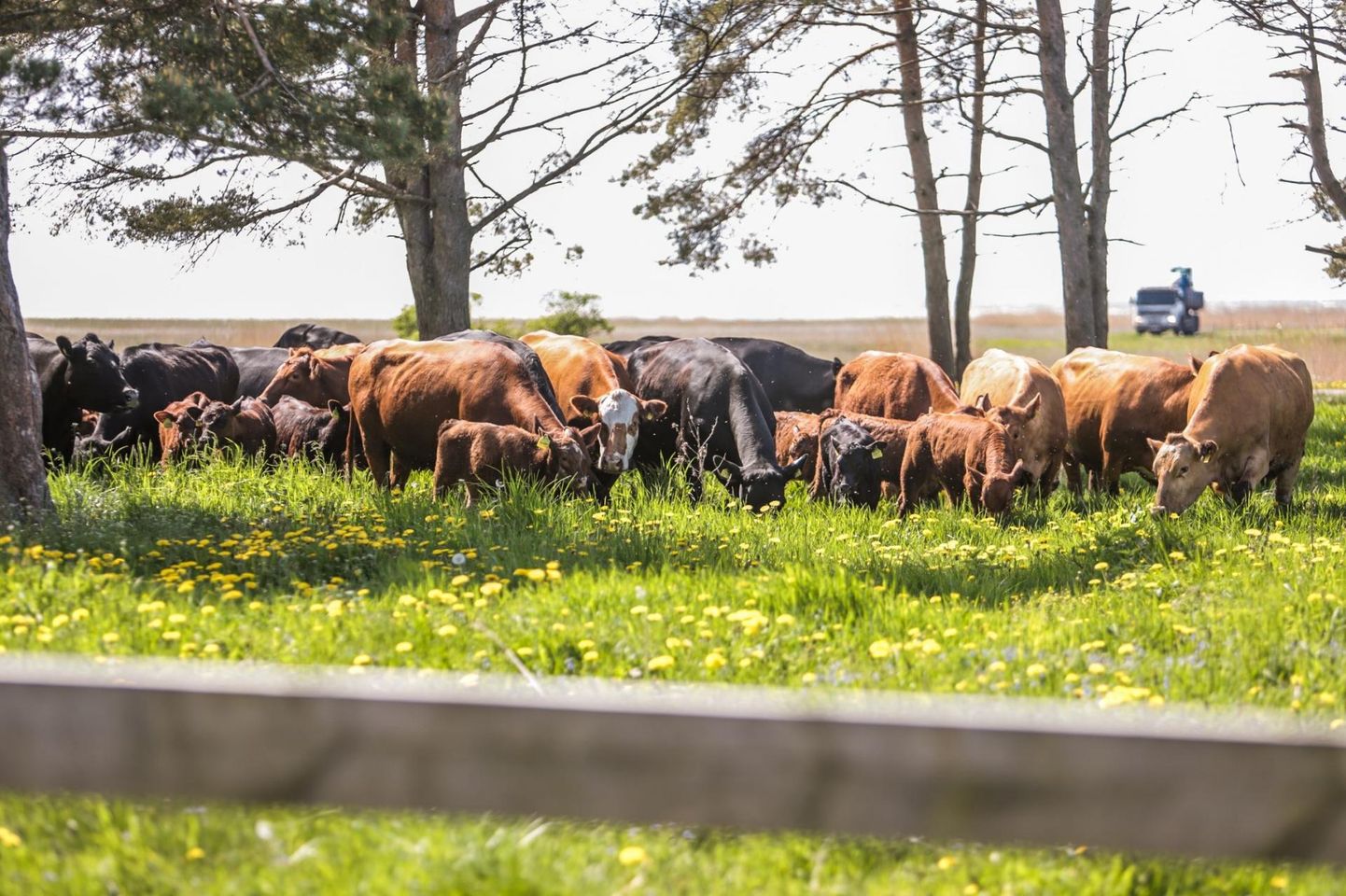 Naali-Marie Liivrand tunneb muret rannaala hooldavata lehmade tekitava reostuse pärast.