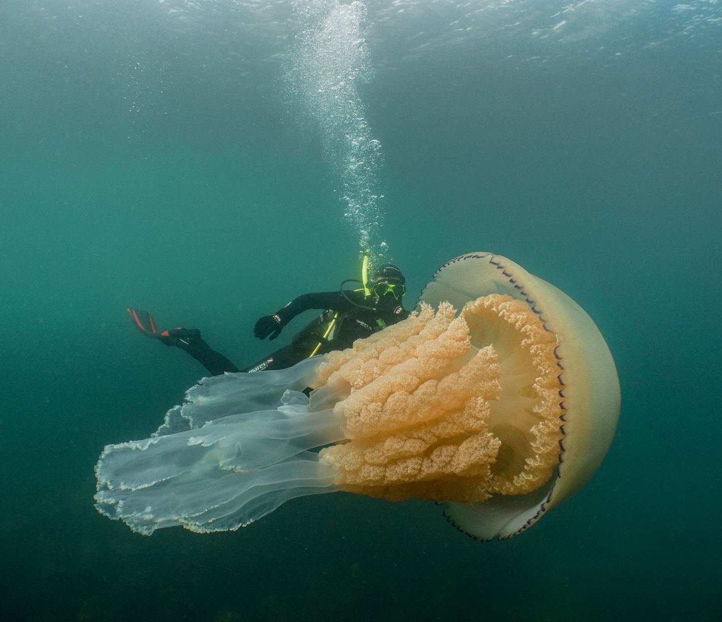 Медуза подобного вида не опасна для людей.
