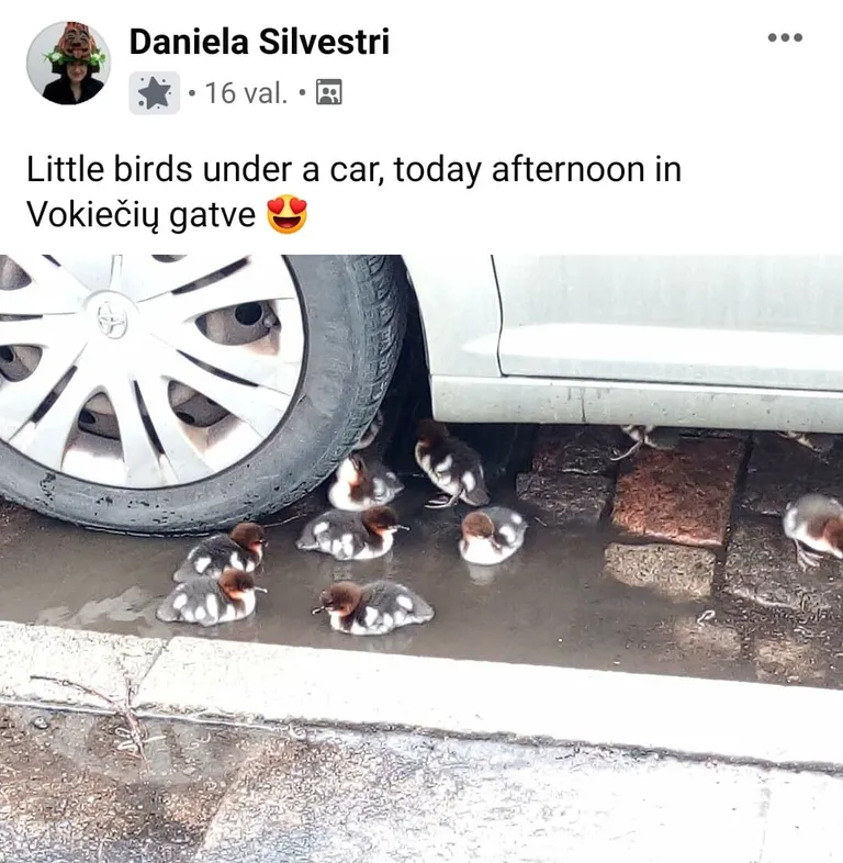 Raksta foto