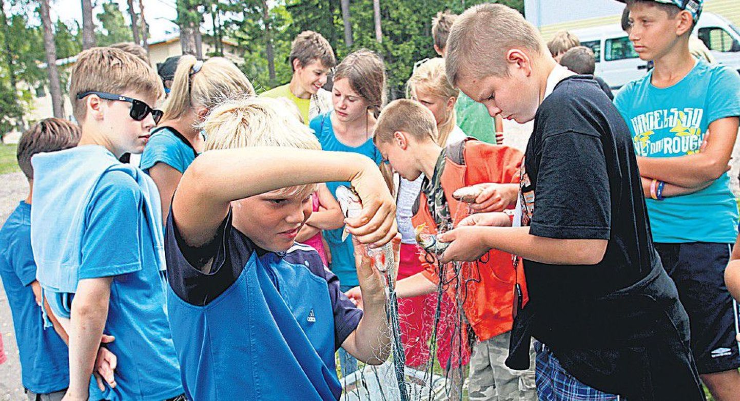 Võrtsjärve kalanduslaagri teises vahetuses õppisid Tõrva poiss Enri Udras (10, vasakul) ja Pikasillas elav Alex Reinsalu (11) ning nende kaaslased muude kalamehetarkuste kõrval ka võrgust kala välja võtma.