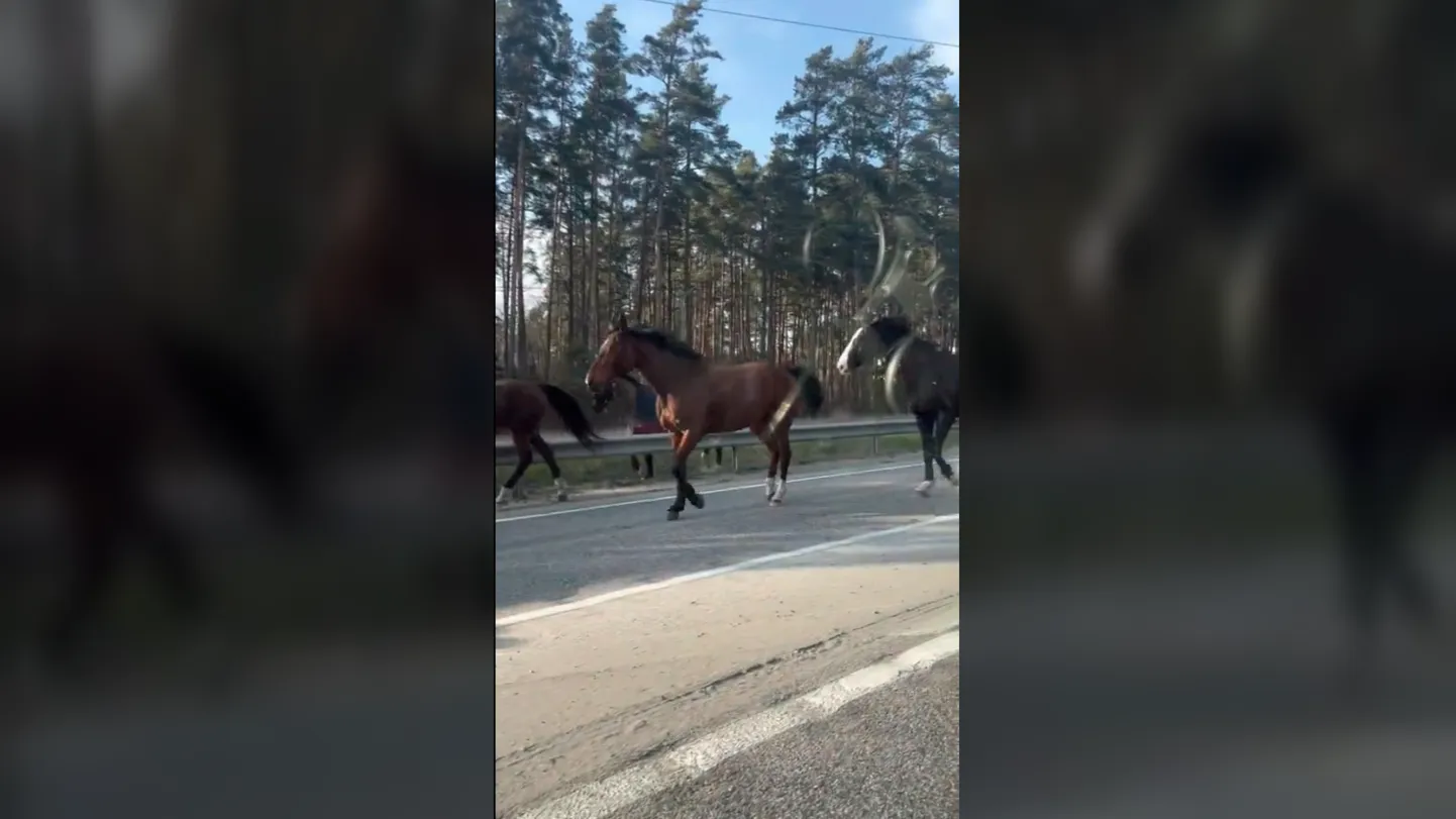 Zirgi uz šosejas pie Baltezera