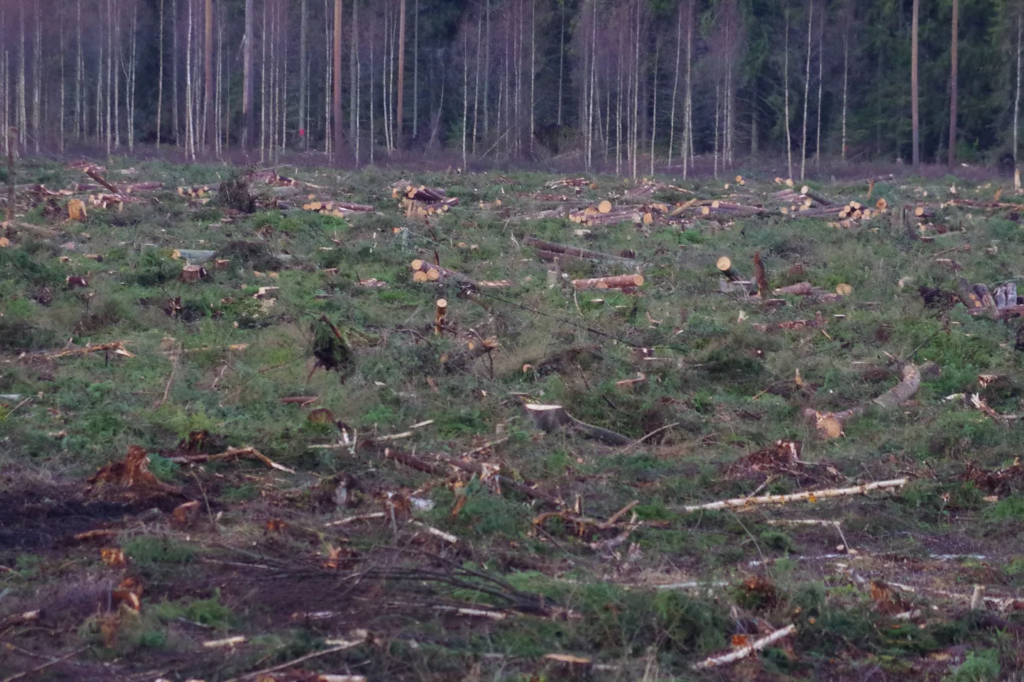 Nursipalu harjutusväljaku tulevasel kaudtulirelvade sihtmärgialal teostati ulatuslik raie.