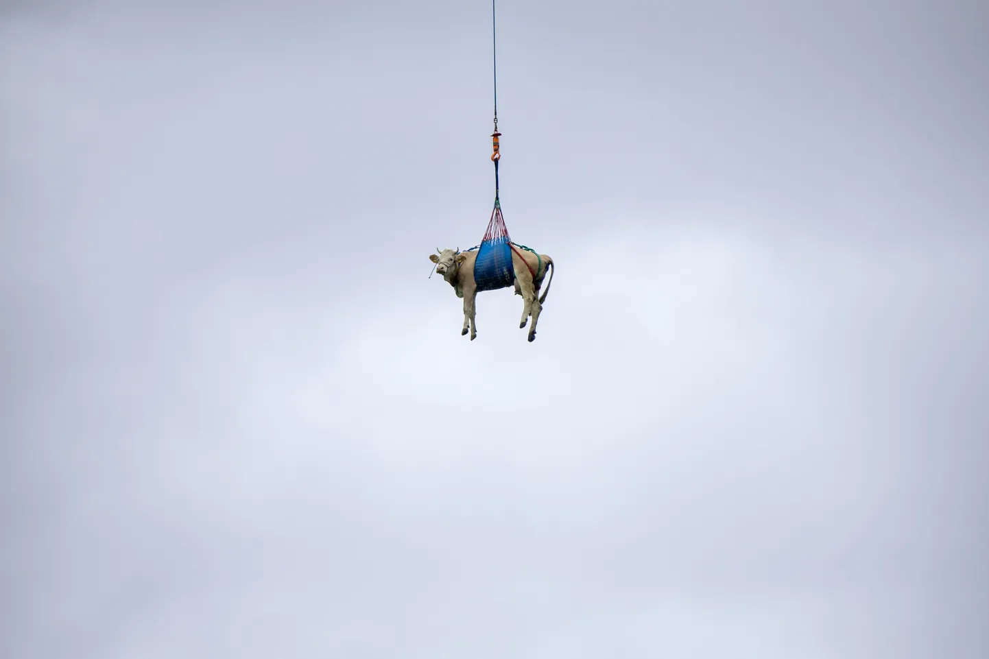 Helikopterite abil evakueeriti suure kivivaringu kartuses oleva Blatteni mägiküla lehmad.