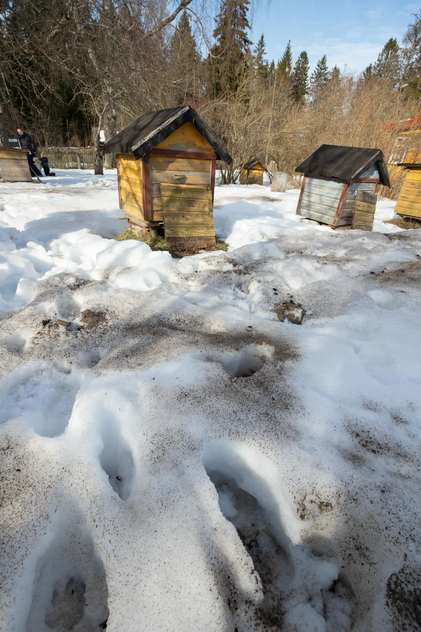 Vanaisade tarkus on mesitarude ümber tuhka panna, et lumi kiiremini sulaks. Nimelt peab puhastuslennule minev mesilane jõudma tagasi taruni lennata, lumel peatudes ta hukkub.