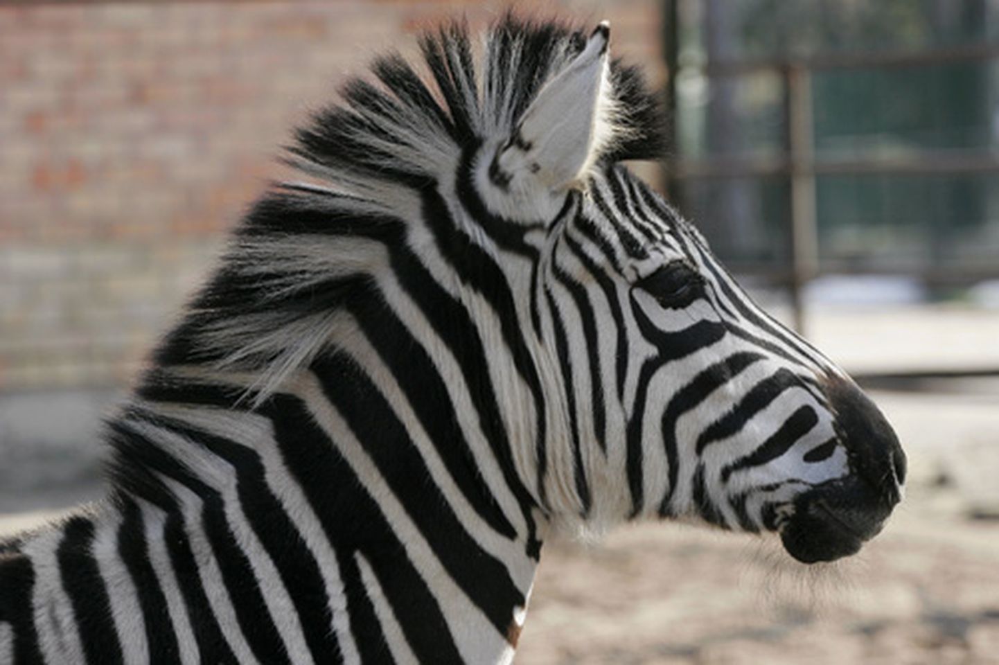 Zebra. Ilustratīvs foto