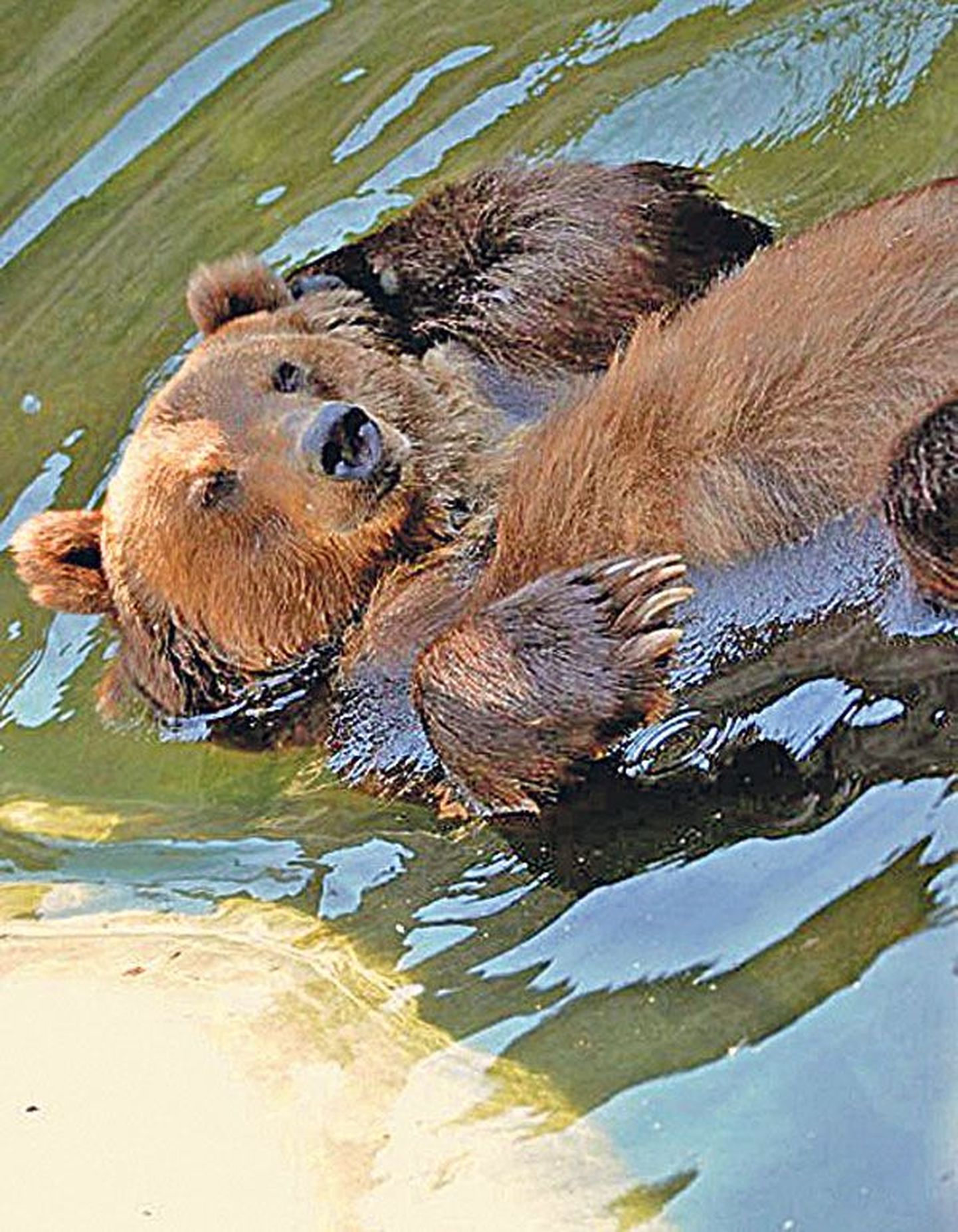 Moskva loomaaia pruunkaru basseiniveest jahutust otsimas.