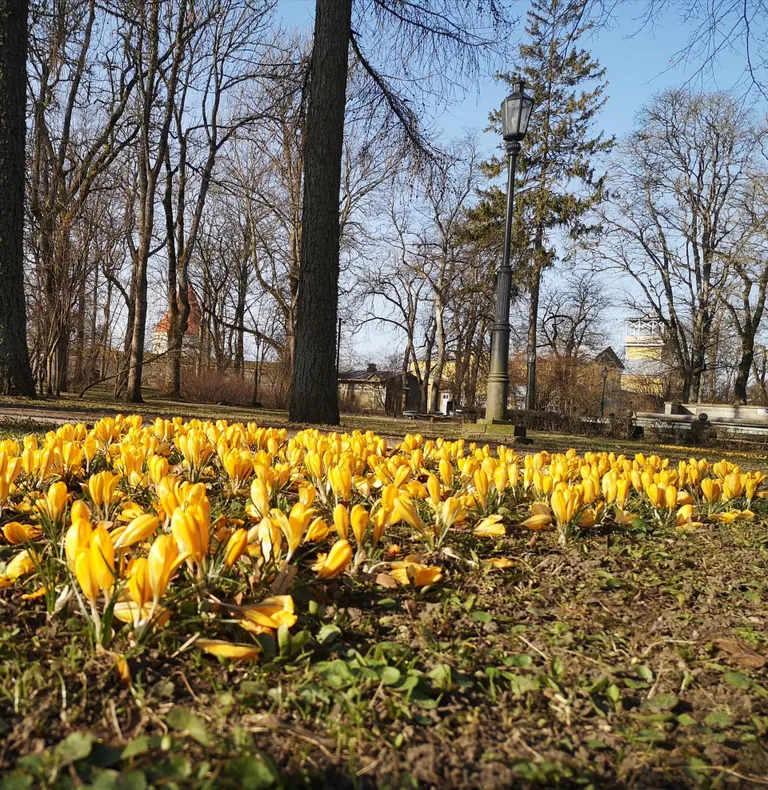 Kuressaare kliima on pehmem ja soojem kui mõneski teises Eesti punktis. Ka kevad on varem käes.