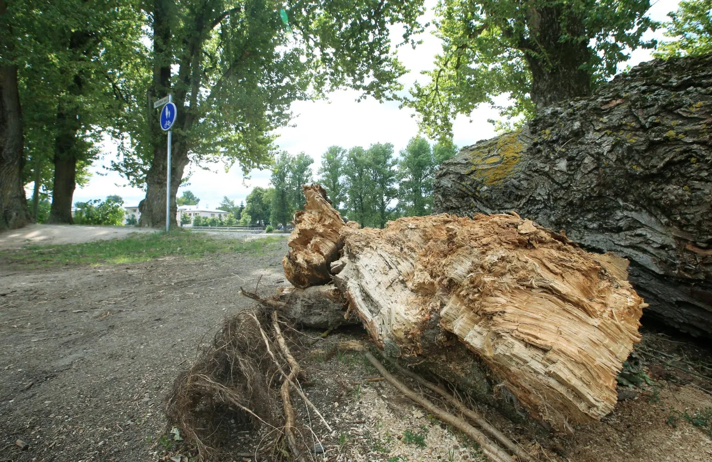 Teele murdunud puu. Foto on illustratiivne.