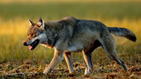 Peremehe kiire tegutsemine päästis koera hundi lõugade vahelt
