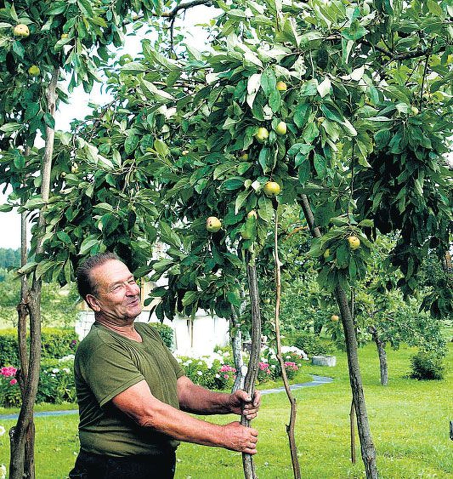 Jõgevamaal Saare vallas Jaama külas elav Annuka talu peremees Sulev Kihu pani koduõuel laiuva õunapuu iga oksa alla toe, et puu jaksaks tänavust viljasaaki kanda.