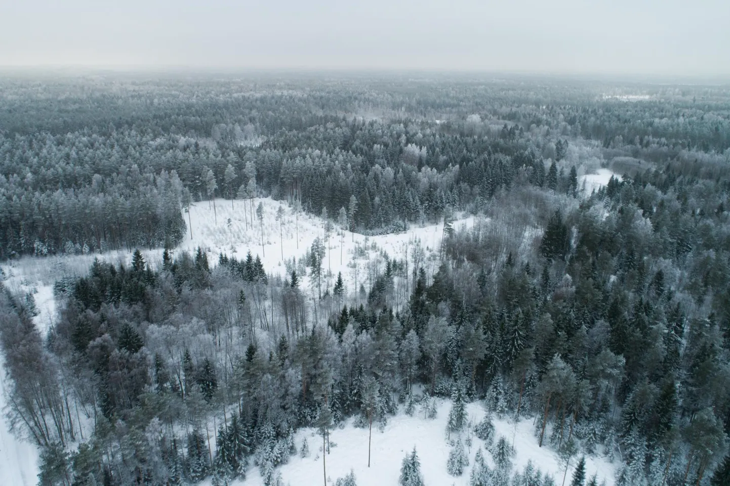 Metsaseadust muutes (2006–2008) kaotati just keskkonnakaitseks mõeldud metsade (kaitsemetsade) kategooria, millega vähenesid metsakaitse võimalused väljaspool kaitstavaid loodusobjekte. Pildil Vihiküla metsad Viljandimaal.
