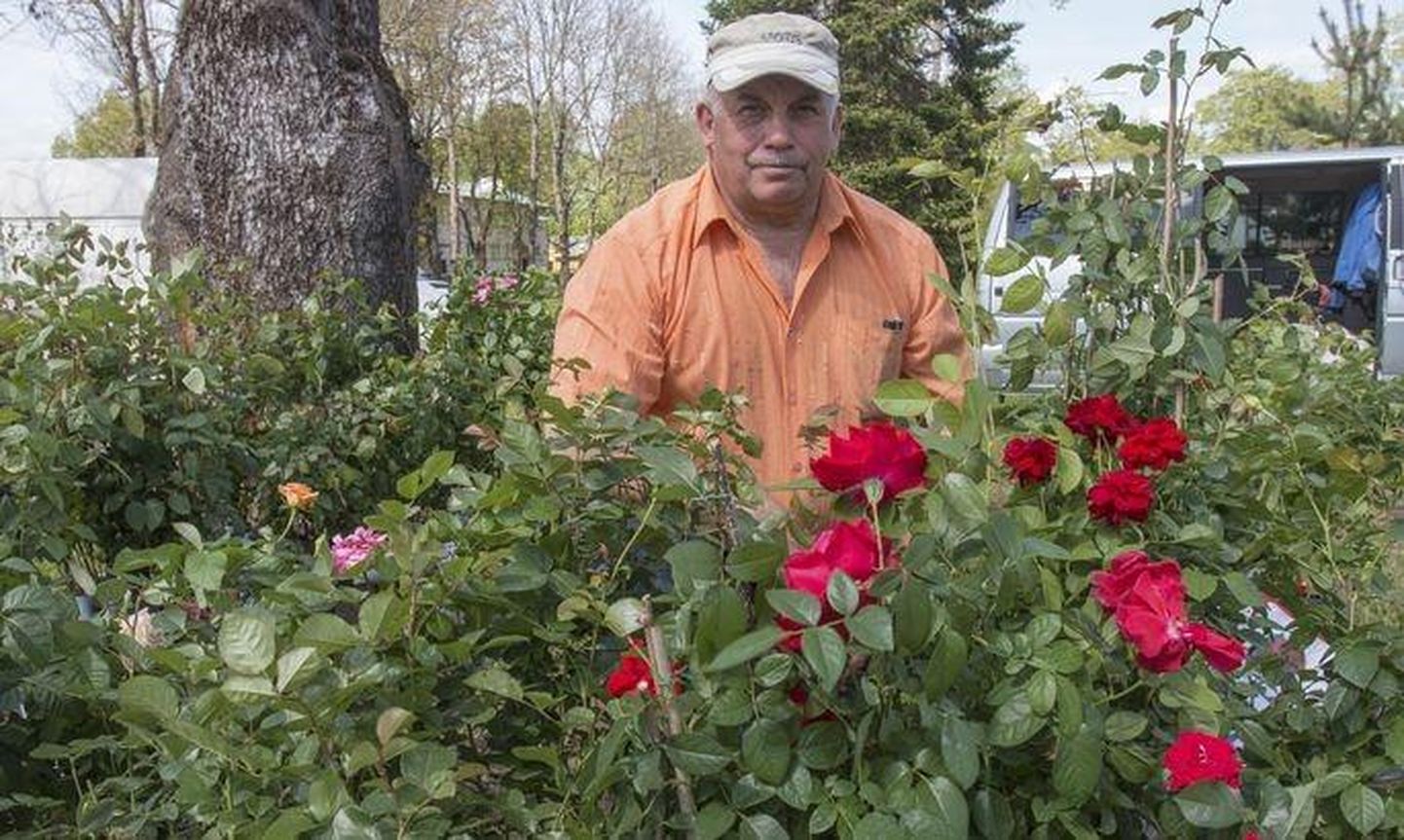 Läti odavad istikud, sealhulgas roosid on eestlaste seas väga nõutud.